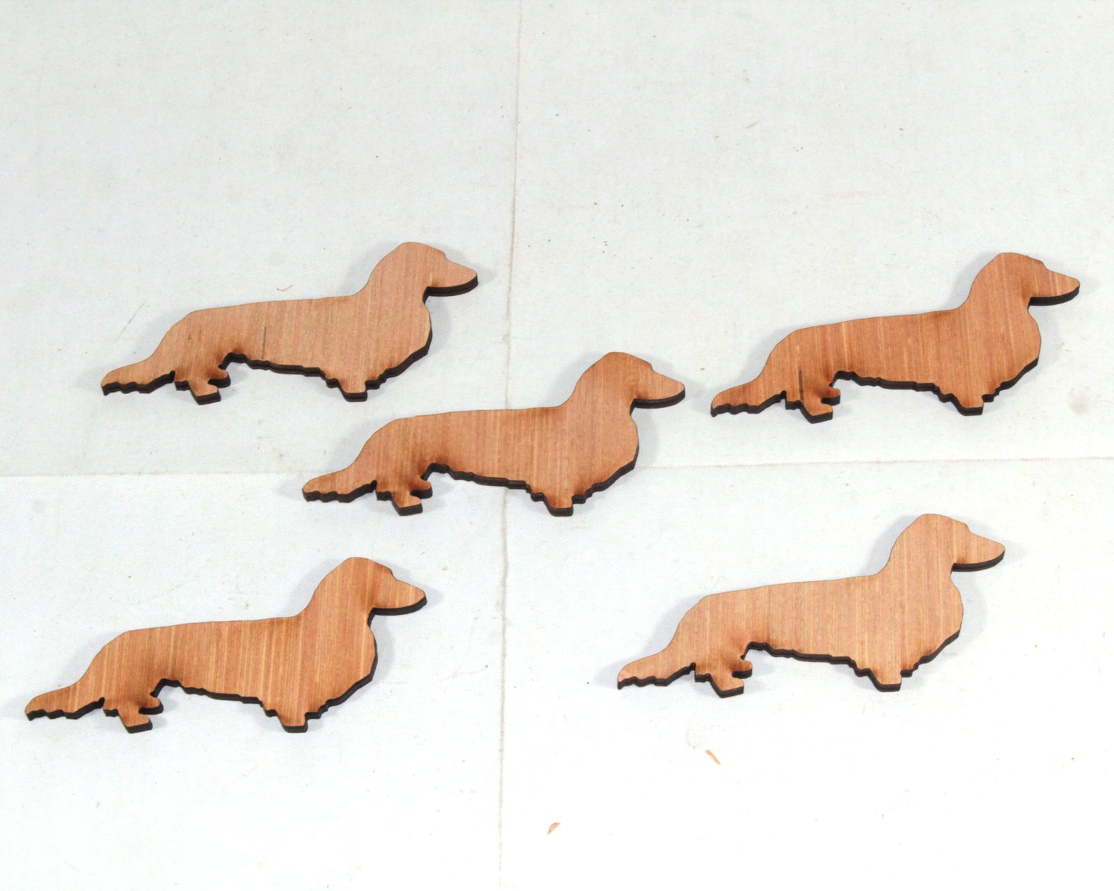 5 x long haired Daschund