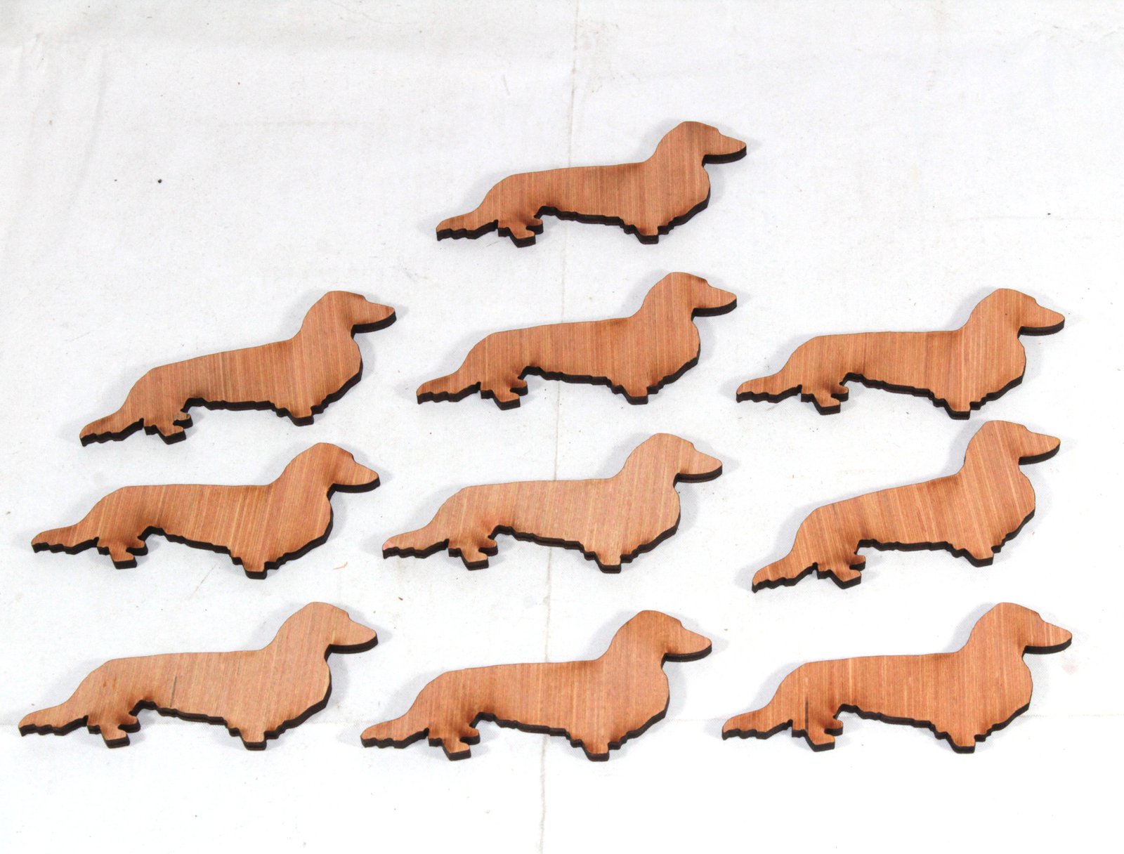 10 x long haired Daschund